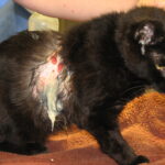 How do you spell gross or Grose?