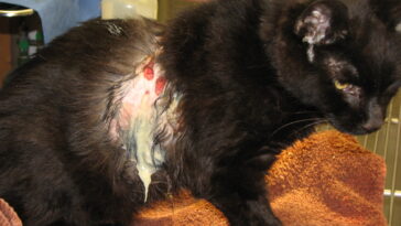 How do you spell gross or Grose?