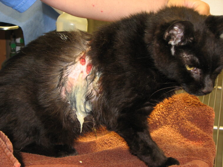 How do you spell gross or Grose?