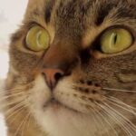 How long do cats usually live?