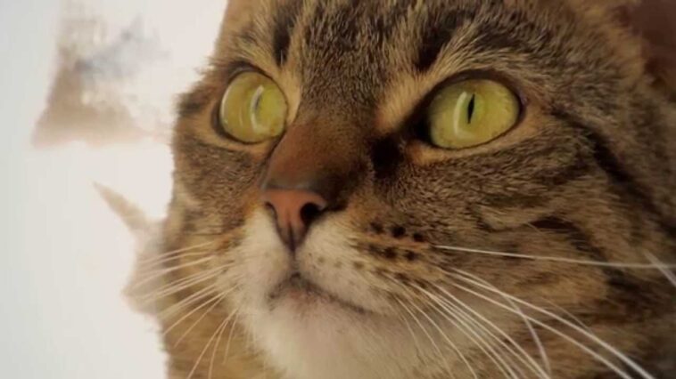 How long do cats usually live?