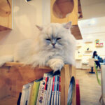 How many cats are in the cat cafe?