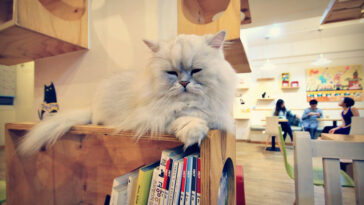 How many cats are in the cat cafe?