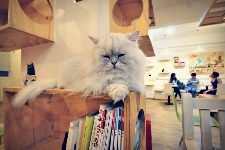 How many cats are in the cat cafe?