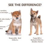 How much does a pup cup cost?