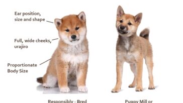 How much does a pup cup cost?