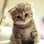 How much does it cost to enter Cat Cafe?