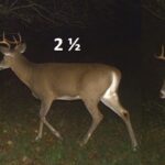 How much is a buck?