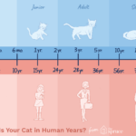 How old is Zhongli human years?