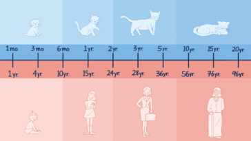How old is Zhongli human years?