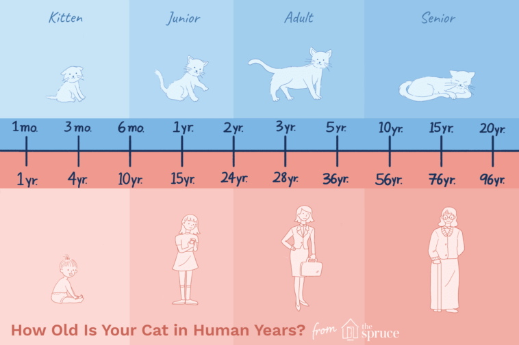 How old is Zhongli human years?