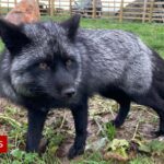 How rare is a black fox?