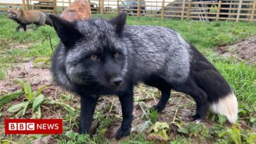 How rare is a black fox?