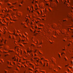 Is Anemoia a real word?