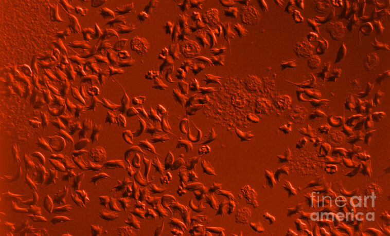 Is Anemoia a real word?