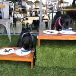 Is Coffee Project Pet Friendly?