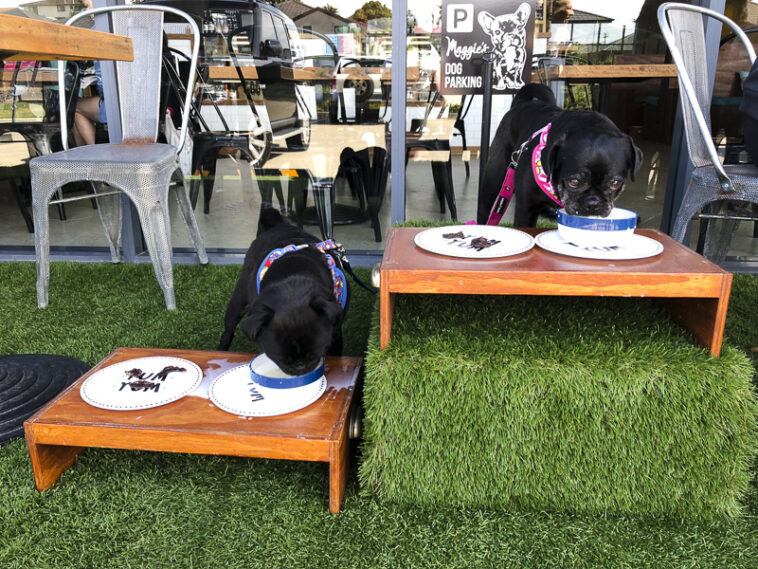 Is Coffee Project Pet Friendly?