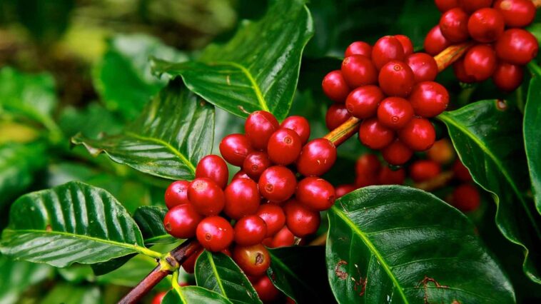 Is Cuban coffee arabica or Robusta?