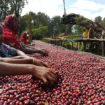 Is Ethiopian coffee good?