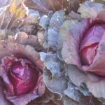 Is Mon Petit Chou cabbage?