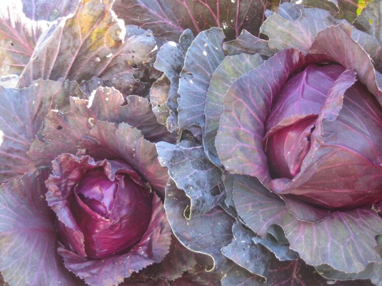 Is Mon Petit Chou cabbage?