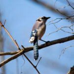 Is Petit male or female?