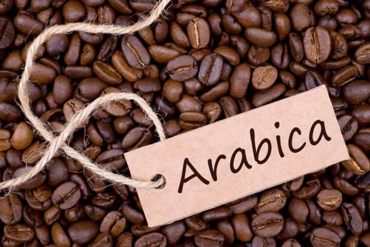 Is Starbucks coffee arabica or robusta?