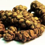 Is Starbucks coffee made from animal poop?