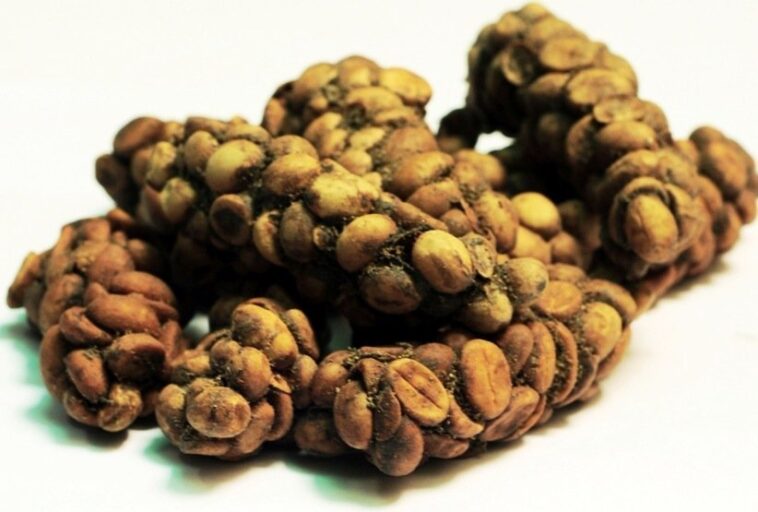 Is Starbucks coffee made from animal poop?