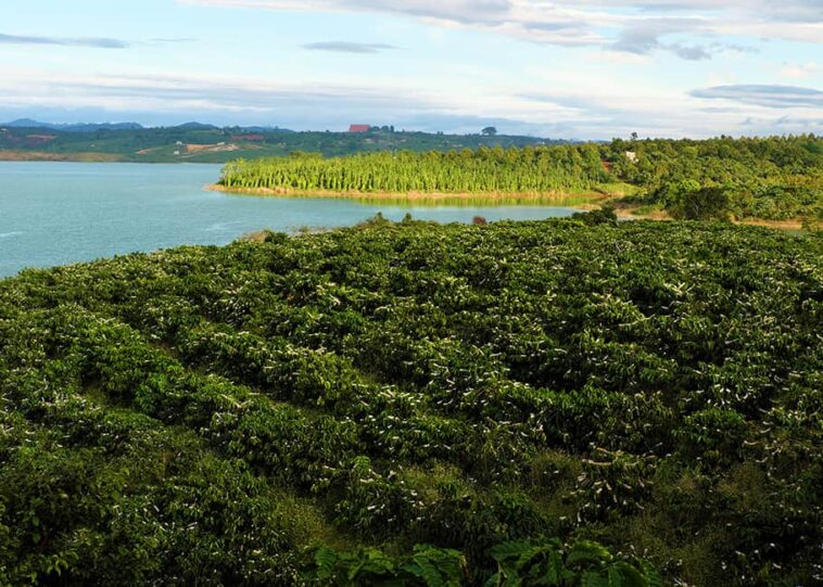 Is Vietnam a Robusta or Arabica?