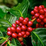 Is Vietnamese coffee arabica or robusta?