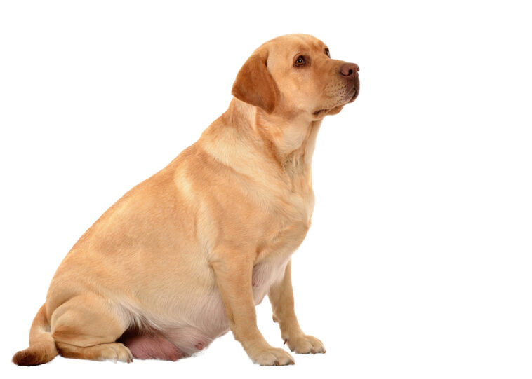 Is canis neutered?