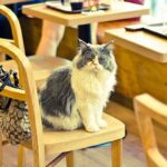 Is cat cafe cruel?