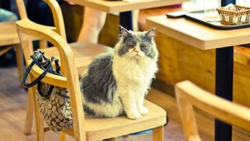 Is cat cafe cruel?