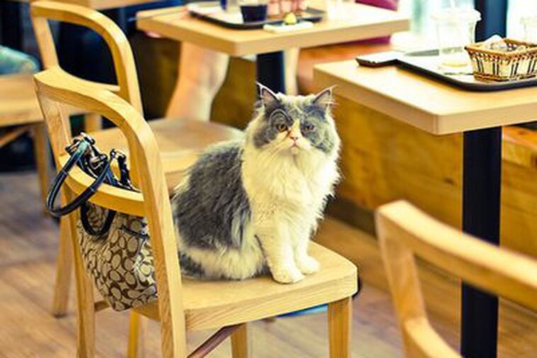 Is cat cafe cruel?