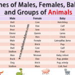 Is eurus a female name?