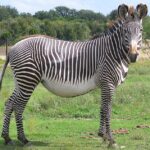 Is it pronounced zeebra or zebra?