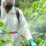 Is organic coffee free of pesticides?