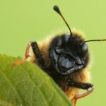 Is small or petite smaller?