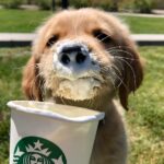 Is there a Puppuccino at Starbucks Singapore?