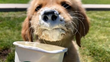 Is there a Puppuccino at Starbucks Singapore?