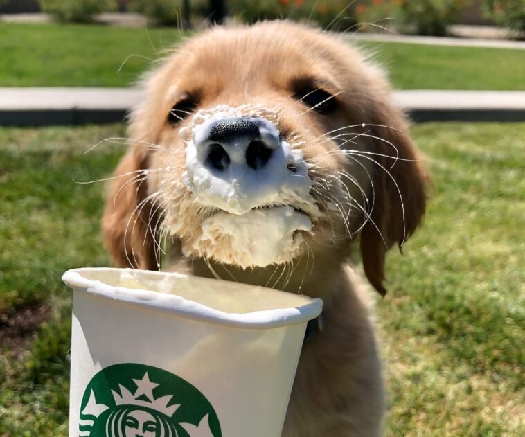 Is there a Puppuccino at Starbucks Singapore?