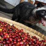 Is there cat poop in coffee?