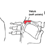 Is velum raised for vowels?