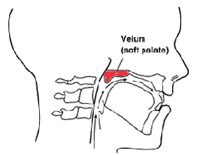 Is velum raised for vowels?