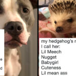 What are funny nicknames?