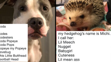 What are funny nicknames?