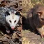 What conjugation is possum?