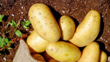 What do u mean by potato?