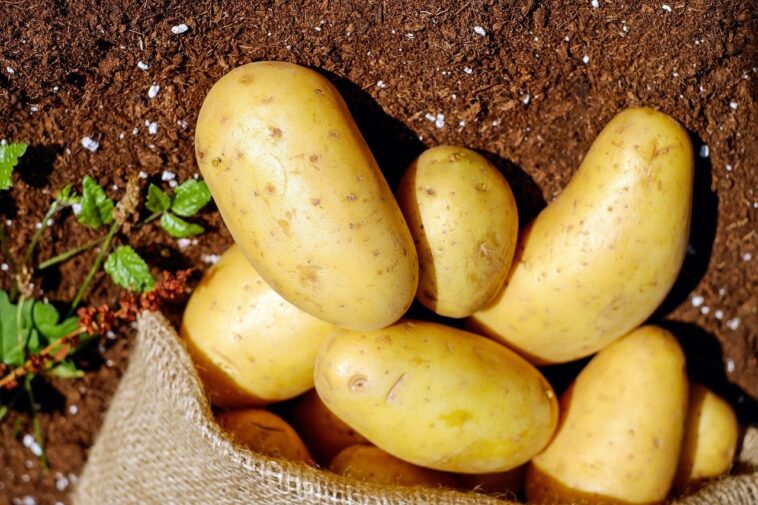 What do u mean by potato?